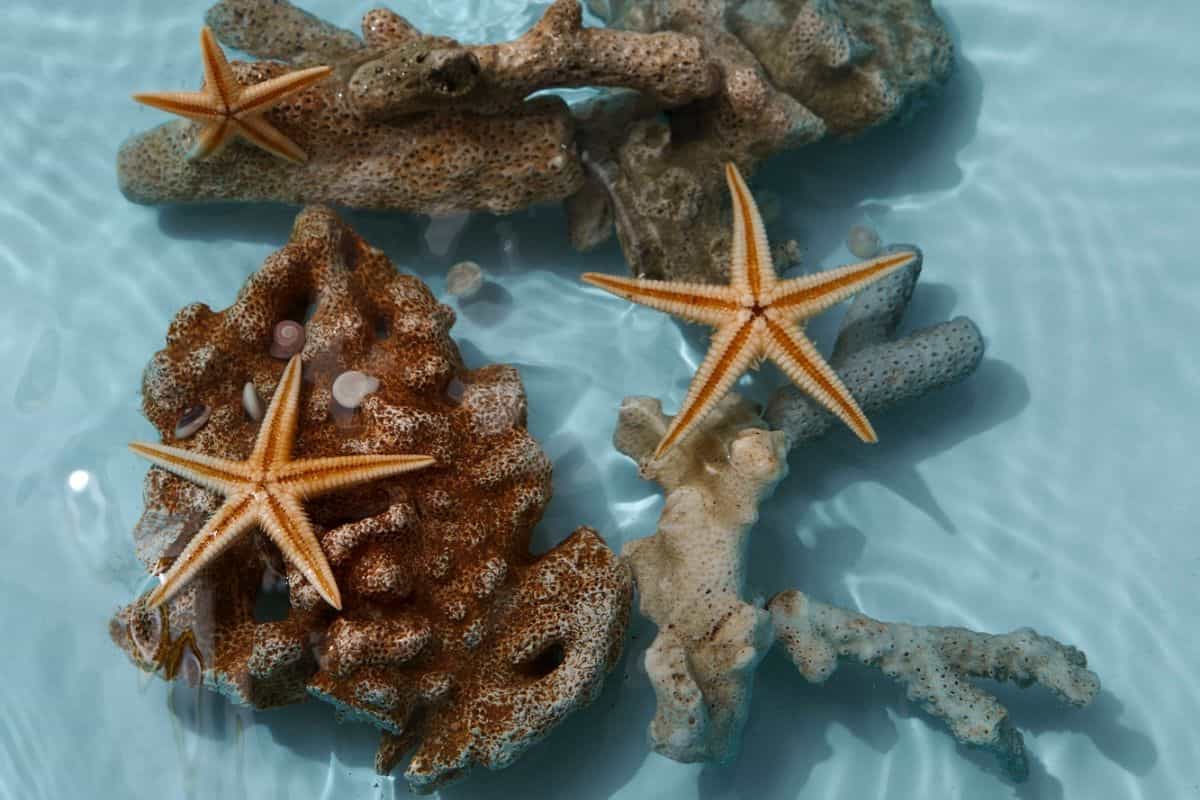 terumbu karang dan bintang laut di bawah air