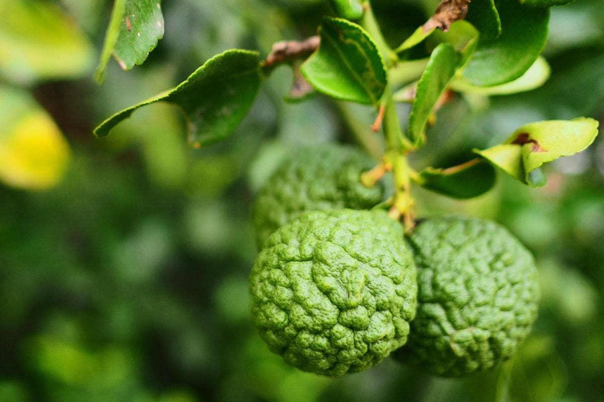 buah bergamot tergantung di dahan